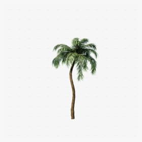 Transparent Palm Png - Borassus Flabellifer, Png Download, Transparent PNG