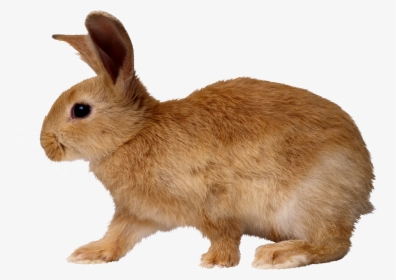 Coelho Png, Transparent Png, Transparent PNG