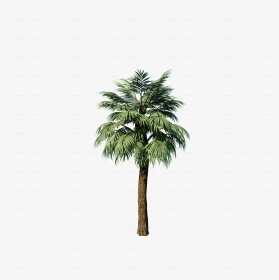 Transparent Palm Plant Png - Attalea Speciosa, Png Download, Transparent PNG