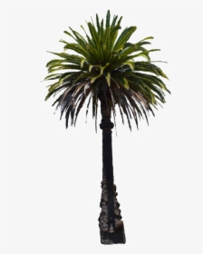 Clip Art Desert Palm Trees - Florida Thatch Palm, HD Png Download, Transparent PNG