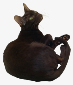 Cat Png - Black Cat Png Background Transparent, Png Download, Transparent PNG