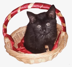 Original Photo By Kitty Shorewood - Black Cat, HD Png Download, Transparent PNG