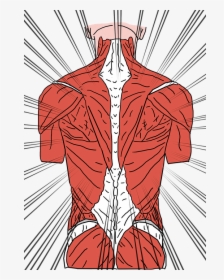 Back Pain, Backache, Back Ache, Backpain, Cramp, Spine - Back Muscles, HD Png Download, Transparent PNG