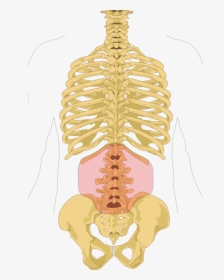 Lower Back Pain Skeleton, HD Png Download, Transparent PNG