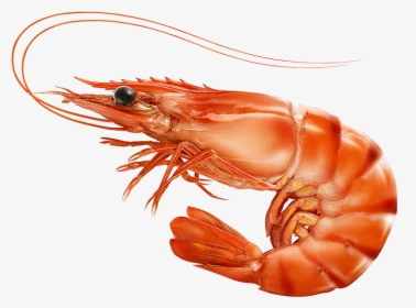 Red Cooked Prawn Or Tiger Shrimp Isolated T, HD Png Download, Transparent PNG