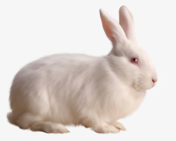 Rabbit Clipart Realistic - Rabbit Png, Transparent Png, Transparent PNG