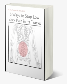 Low Back Pain Ebook - Human Skeleton, HD Png Download, Transparent PNG