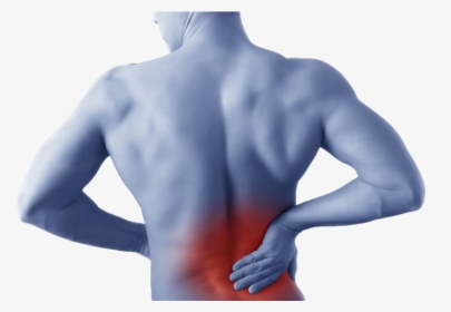 Back Pain Revealed - Back Extension Machine Muscles, HD Png Download, Transparent PNG