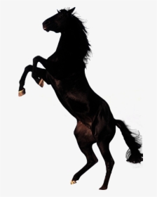 Horse,mane,animal - Black Horse Png, Transparent Png, Transparent PNG