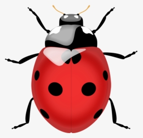 Flying Ladybug Png - Ladybug Png, Transparent Png, Transparent PNG