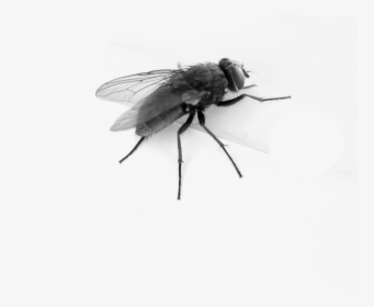 Flying Bug Png Pic - Transparent Background Fly Gif, Png Download, Transparent PNG