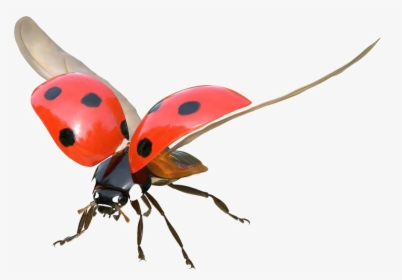 Ladybug Flying, HD Png Download, Transparent PNG