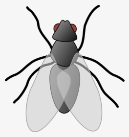 Clipart Of Fly, HD Png Download, Transparent PNG