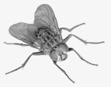 Flying Bug Png - Fly Transparent Background, Png Download, Transparent PNG