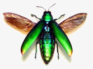 Flying Bug Png Transparent Image - Neon Green Bug With Wings, Png Download, Transparent PNG