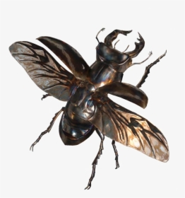 Stag Beetle In Flight, HD Png Download, Transparent PNG