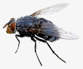 Black Fly Insect Mosquito Housefly - House Fly Flies Transparent Background, HD Png Download, Transparent PNG