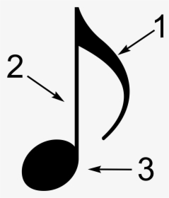 The Three Parts Of A Music Note Are The Head, The Stem, - Parts Of The Note, HD Png Download, Transparent PNG