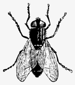 Fly Clip Art Black And White, HD Png Download, Transparent PNG