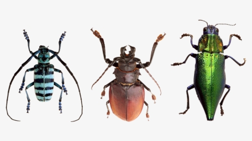 Beetles, Insects, Nature, Macro, Flying Insect - Transparent Background Insect Png, Png Download, Transparent PNG