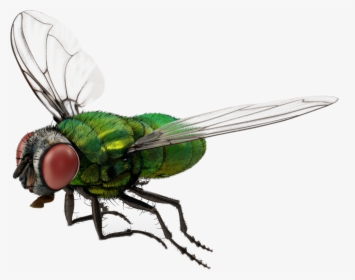 #fly #bug #3d #nature #freetoedit - 3d Fly Png, Transparent Png, Transparent PNG