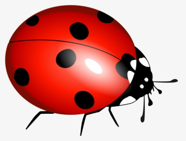 Ladybug Flying Panda Free - Ladybird Pictures To Print, HD Png Download, Transparent PNG