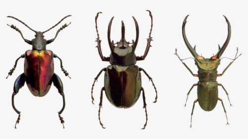 Transparent Flying Bug Png - Insekter Png, Png Download, Transparent PNG