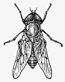 Fly, Bug, Wings, Insect, Gadfly - Insect Black And White, HD Png Download, Transparent PNG