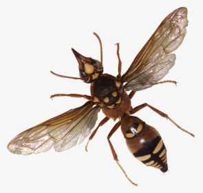 Winged Insect,wasp,net Winged Insects,fly,hornet,house - Bugs Png, Transparent Png, Transparent PNG