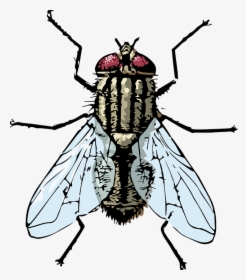 Fly, Housefly, Bug - House Fly, HD Png Download, Transparent PNG