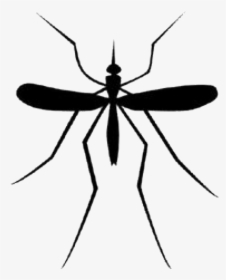 Mosquito Good - Mosquito Logo Transparent Background, HD Png Download, Transparent PNG