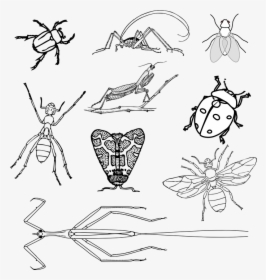 Insects, Bugs, Beetle, Ant, Bee, Fly, Moth, Ladybug - Flying Insects Clipart Black And White, HD Png Download, Transparent PNG