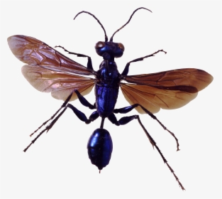 Bug Png Image - Insects Png, Transparent Png, Transparent PNG