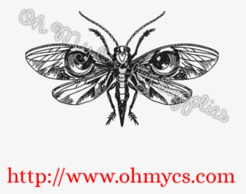 Brush-footed Butterfly, HD Png Download, Transparent PNG