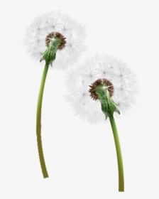 Dandelion Png Free Download - Одуванчик Пнг, Transparent Png, Transparent PNG