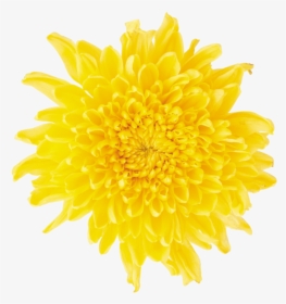 Dandelion Png Free Download - Yellow Daisy Flower Png, Transparent Png, Transparent PNG