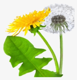 Dandelion Png Free Download - Dandelion Png, Transparent Png, Transparent PNG