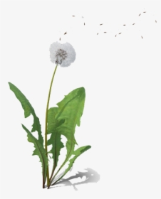 Dandelion Png Free Background - Dandelion, Transparent Png, Transparent PNG