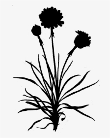 Dandelion Clip Art Leaf Floral Design - Chrysanths, HD Png Download, Transparent PNG