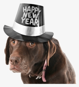 Clip Art Happy New Year Pets - New Years Eve Dog, HD Png Download, Transparent PNG
