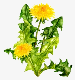 Dandelion Png, Transparent Png, Transparent PNG