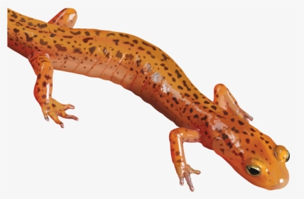 Download Salamander Png Clipart - Newt Png, Transparent Png, Transparent PNG