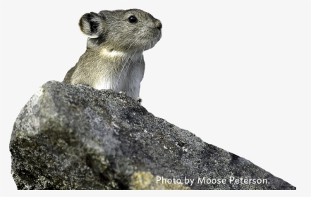 Photo By Moose Peterson - Pika Animal Transparent Background, HD Png Download, Transparent PNG