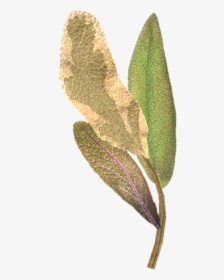 Elf Ears Png - Elven Plants, Transparent Png, Transparent PNG