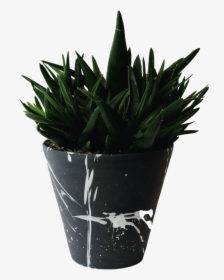 Flowerpot, HD Png Download, Transparent PNG