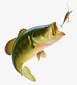 Fishing Transparent Images - Fish Bass Png, Png Download, Transparent PNG