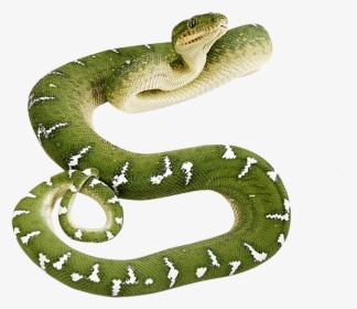 Green Snake Png, Transparent Png, Transparent PNG