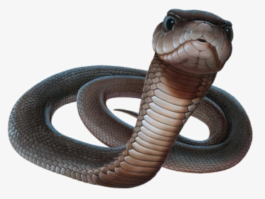 Black Mamba Snake Png Picture - Black Mamba Png, Transparent Png, Transparent PNG