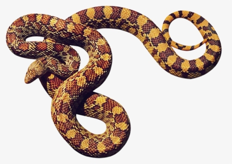Big Snake Png - Cobras Em Png, Transparent Png, Transparent PNG