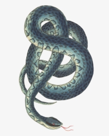 Snake Reptile Background Free Picture - Snake Png Transparent Background, Png Download, Transparent PNG